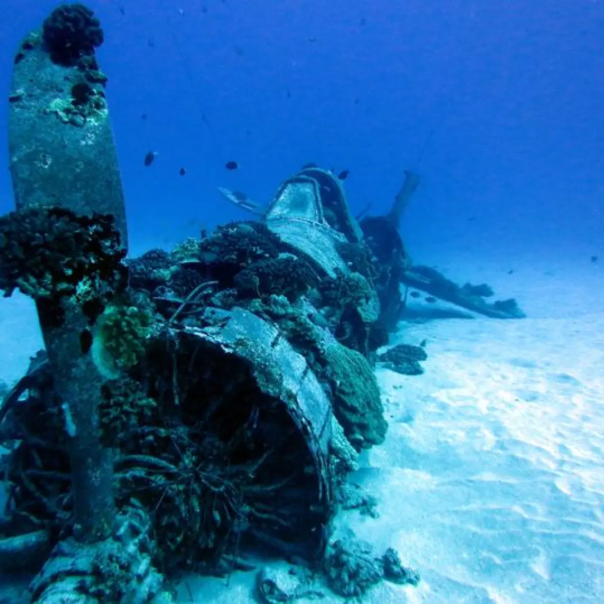 WWII Corsair Fighter wreck on Oahu, Hawaii