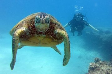 Sea turtle near shallow reef in Oahu, Hawaii