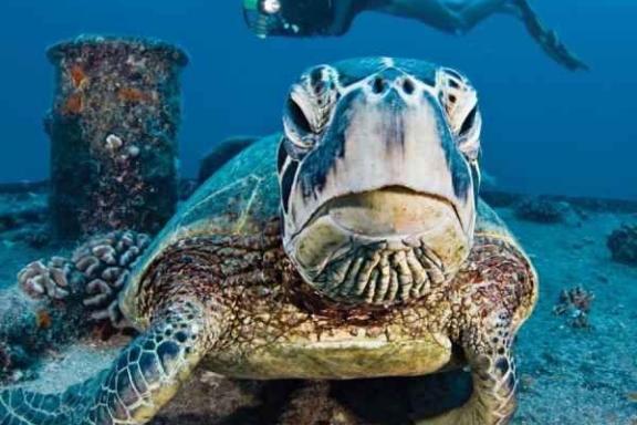 Sea turtle at wreck sea dive