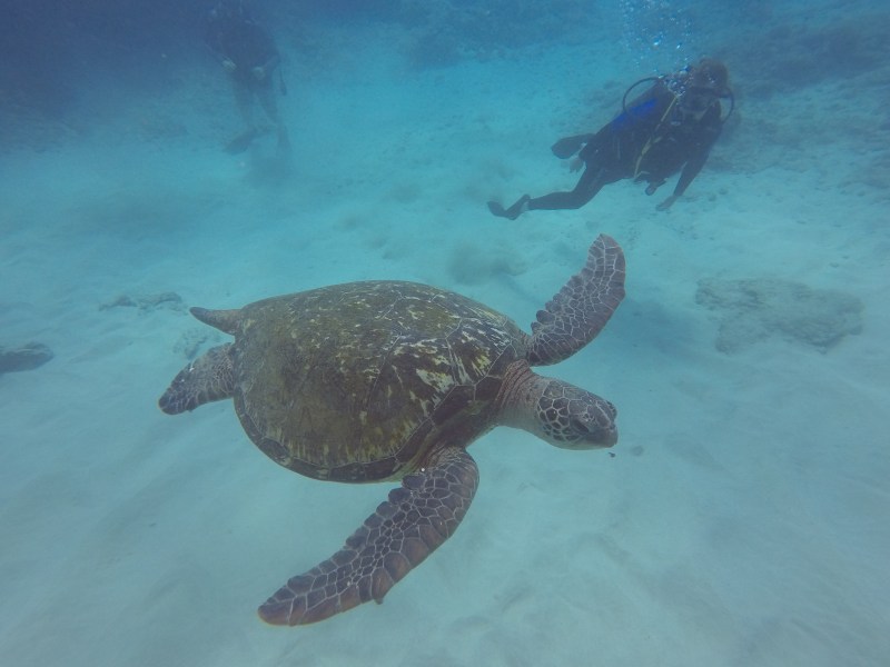 Sea turtles underwater in Oahu