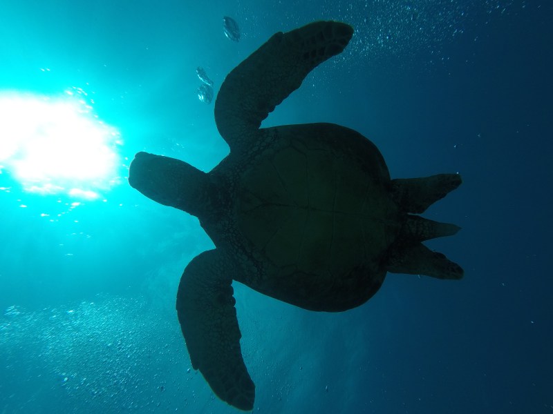 Sea Turtle silhouette underwater in Oahu