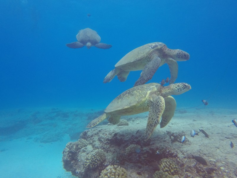 Sea Turtles underwater on Oahu, Hawaii