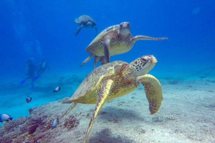 Sea Turtles underwater in Oahu, Hawaii