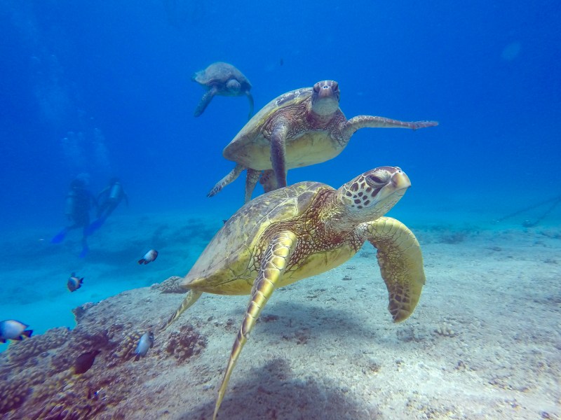 Sea Turtles underwater in Oahu, Hawaii