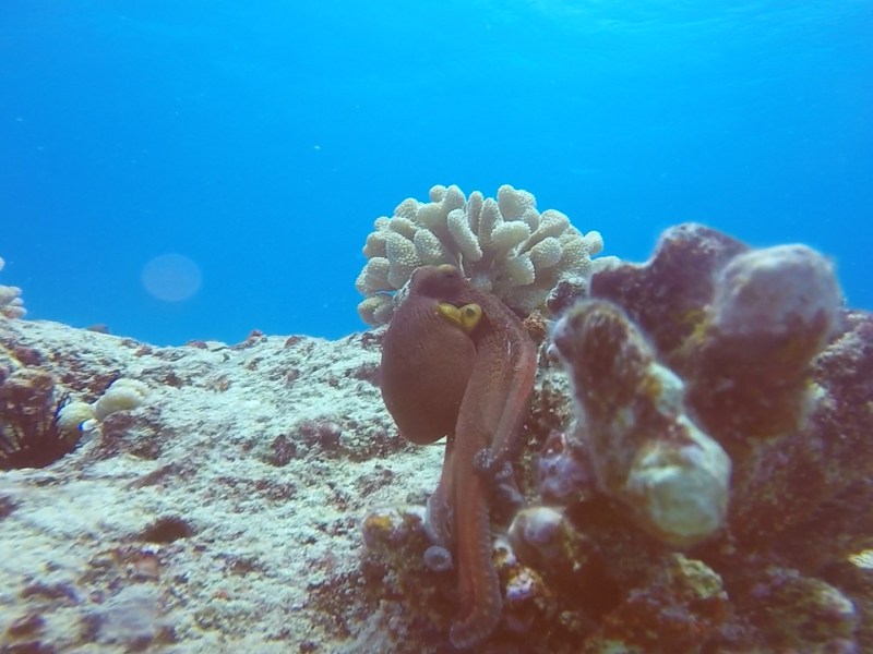 Reef on Oahu, Hawaii