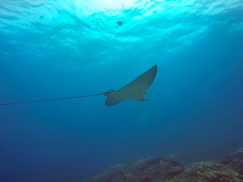 Manta Ray underwater in Oahu, Hawaii