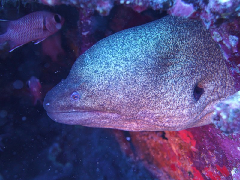 Fish underwater near Oahu, Hawaii