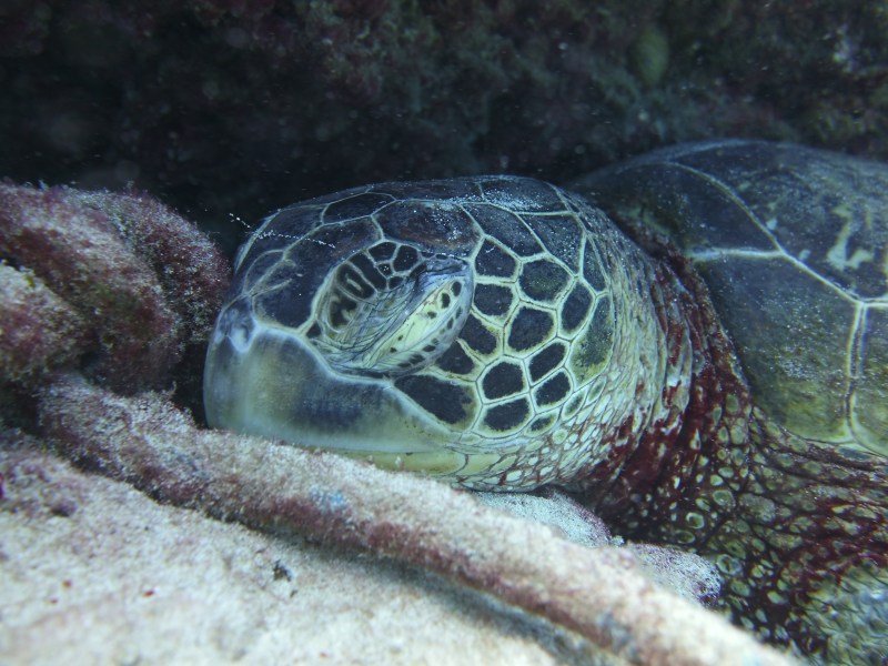 Sleeping sea turtle on Oahu, Hawaii