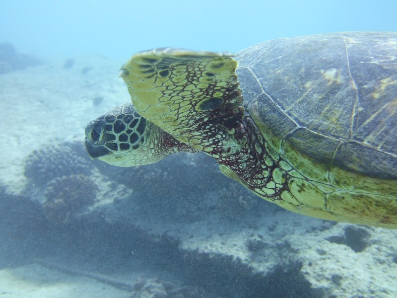 Sea turtle underwater on Oahu, Hawaii