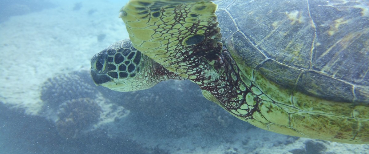 IMG_5269 Sea turtle underwater on Oahu, Hawaii