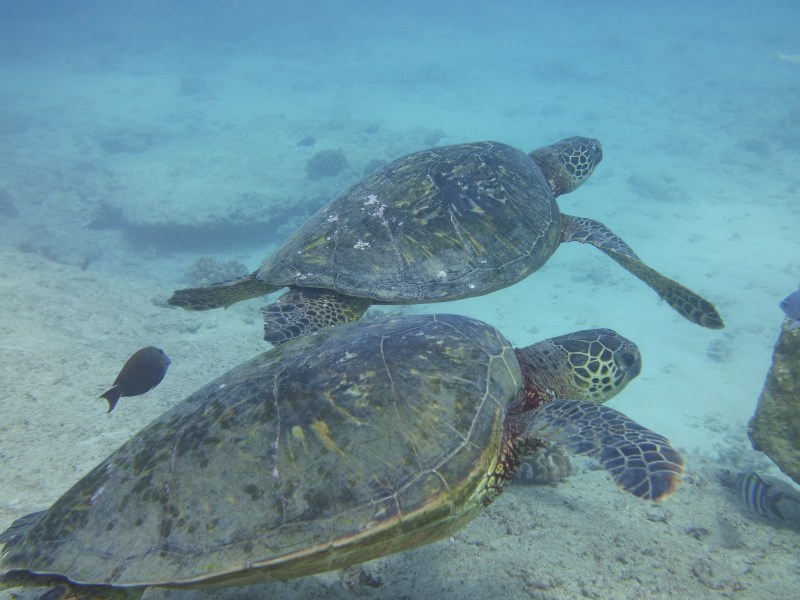Sea turtles swimming on Oahu, Hawaii