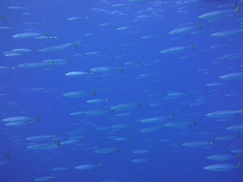 Fish underwater in Oahu