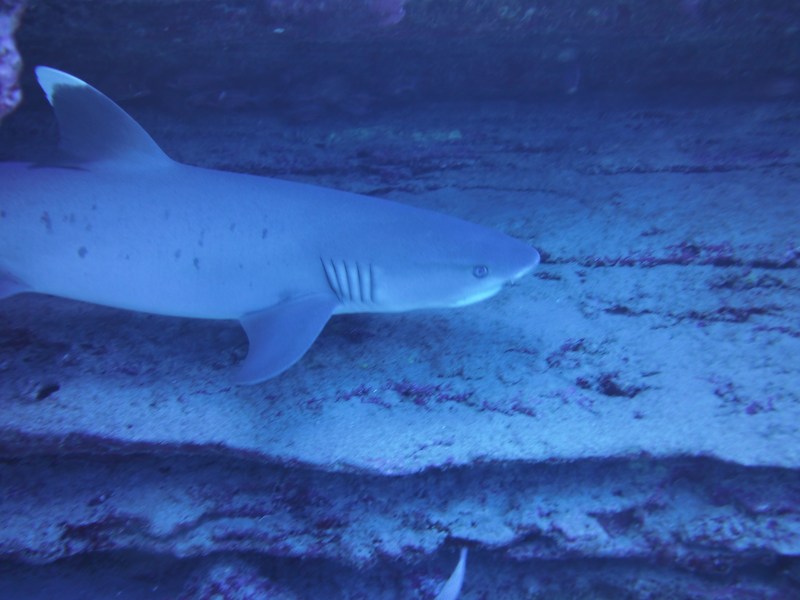 Shark underwater in Oahu