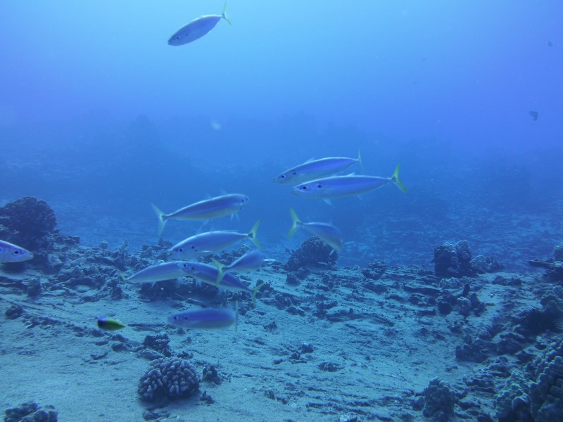 Fish underwater in Oahu