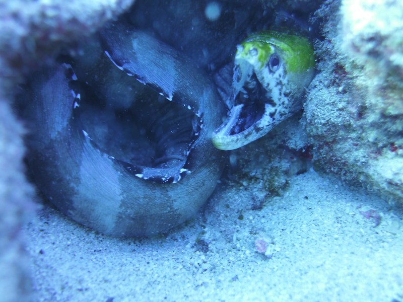 Fish with its mount open underwater in Oahu